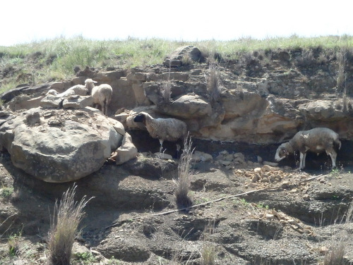 Goats hiding in the roadside shade.